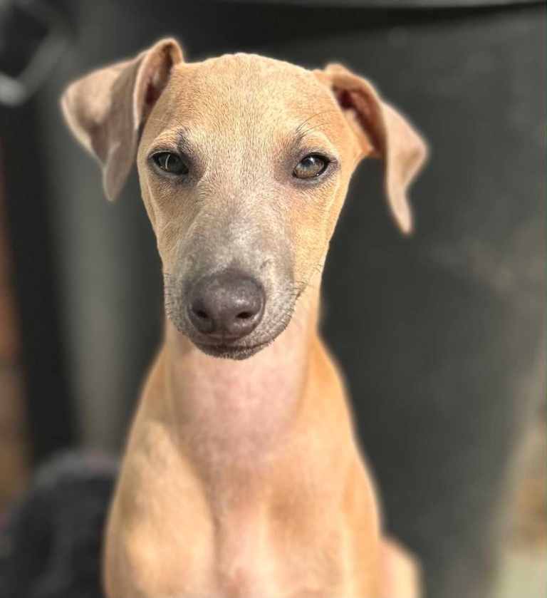 Italian Greyhound