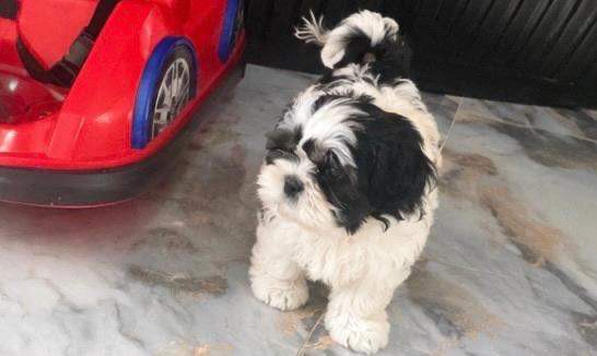 Shitzu puppy boy 9 weeks old 