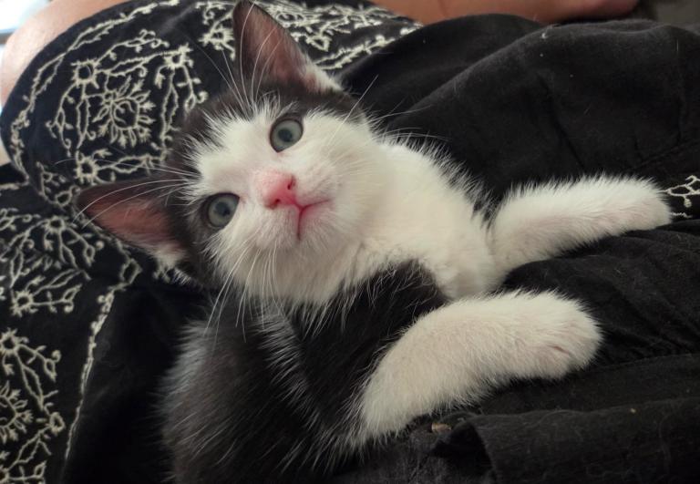 2 kittens for sale 