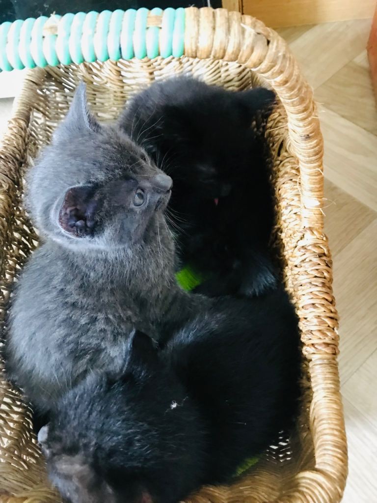 Kittens for sale