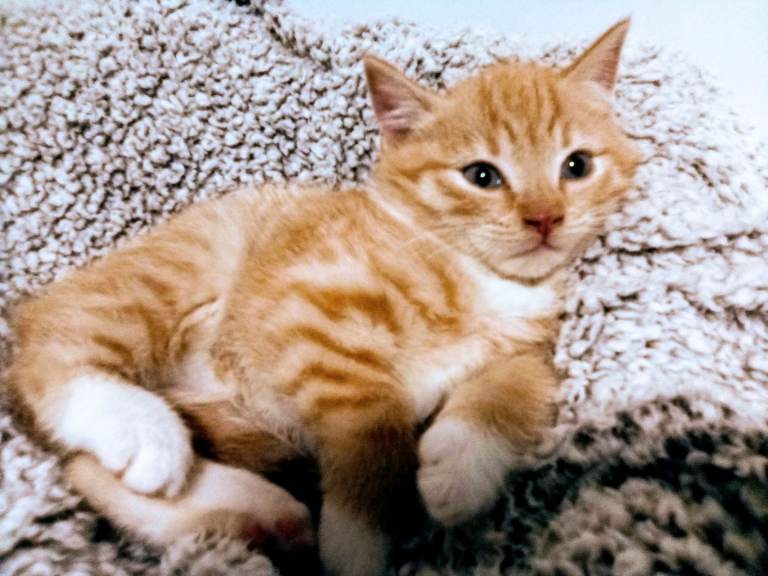 Maine Coon x Bengal kittens ready now! 