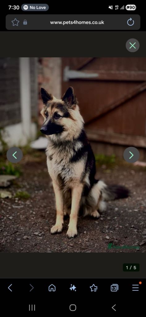 German shepherd female