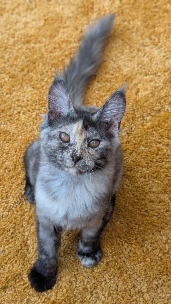 Tica registered Maine coon kittens