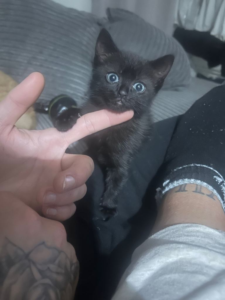 Black male kitten for sale 