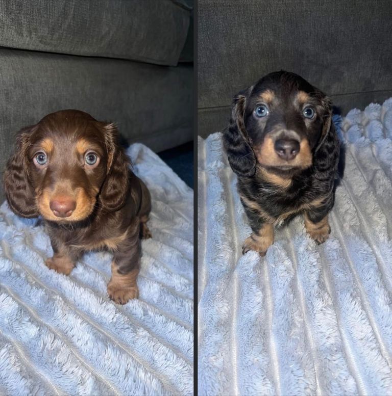 REDUCED 🔊CAN LEAVE TOMORROW🏡Female Long Haired Miniature Dachshunds KC registered  