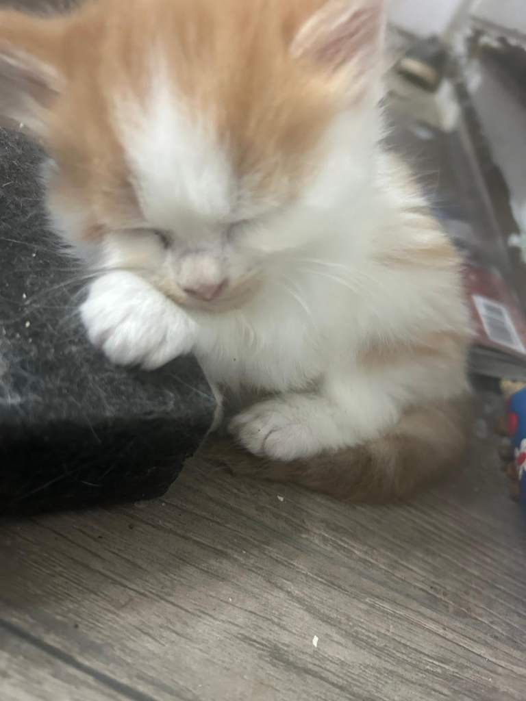 Little Kittens