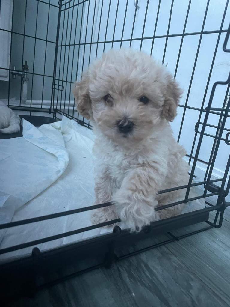 Cavapoochon puppies for sale 