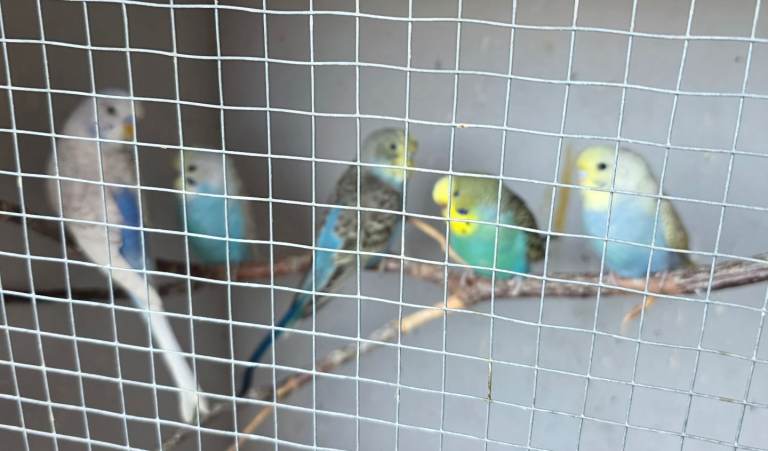 Adults - grey male , green / yellow female