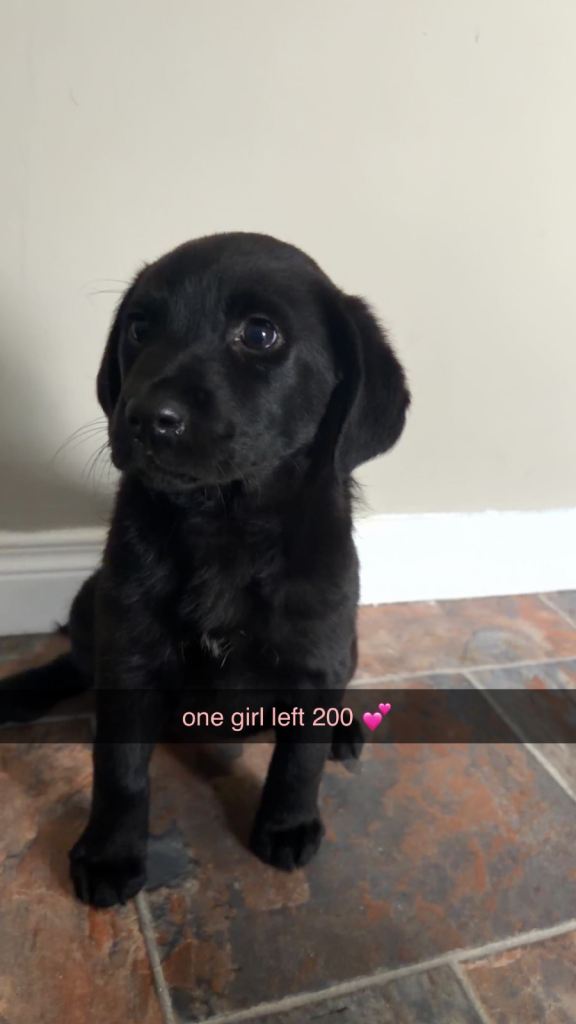 lab pup girl 