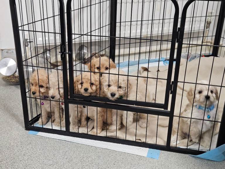 Cavapoo F1B Puppies for Sale 