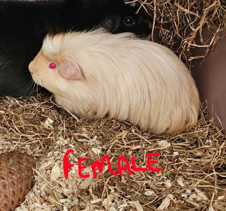 Beautiful guinea pig  . Girls and boys avaliable x