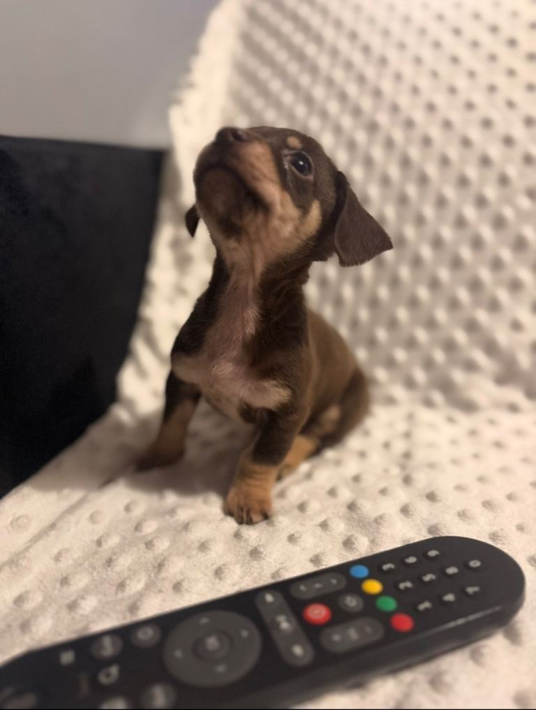 READY NOW Chiweenie puppies Miniature dachshund x chihuahua chocolate and tan extra extra small