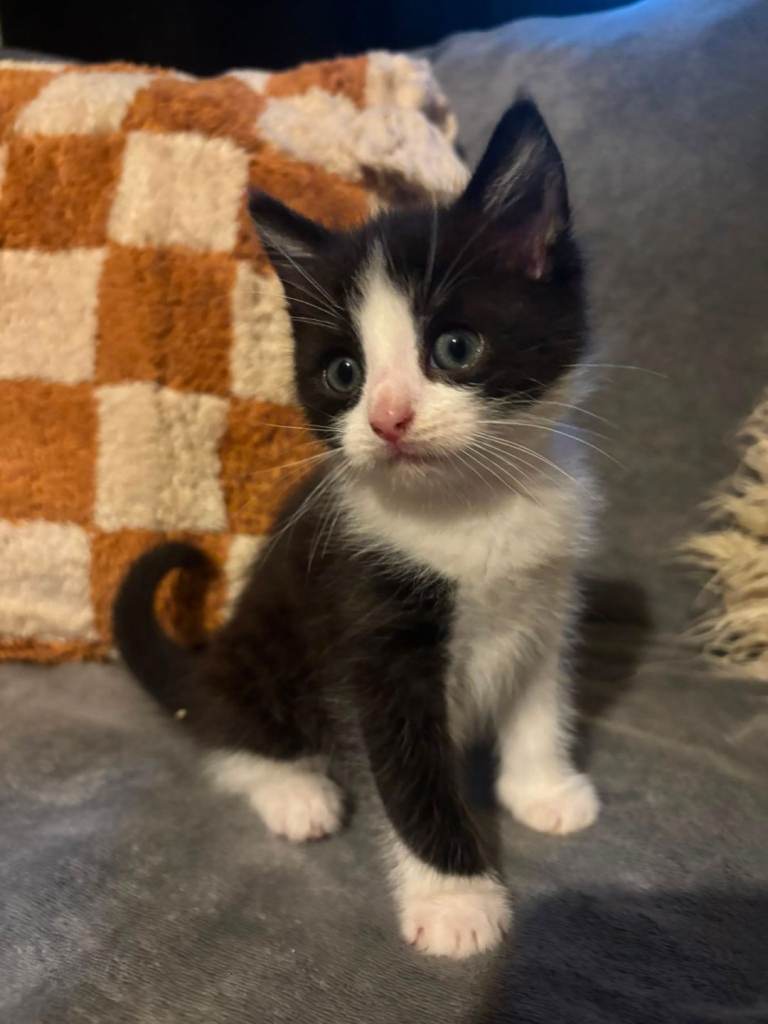 British long hair x tabby kittens 