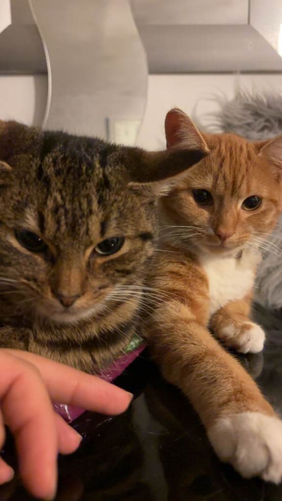 cats
