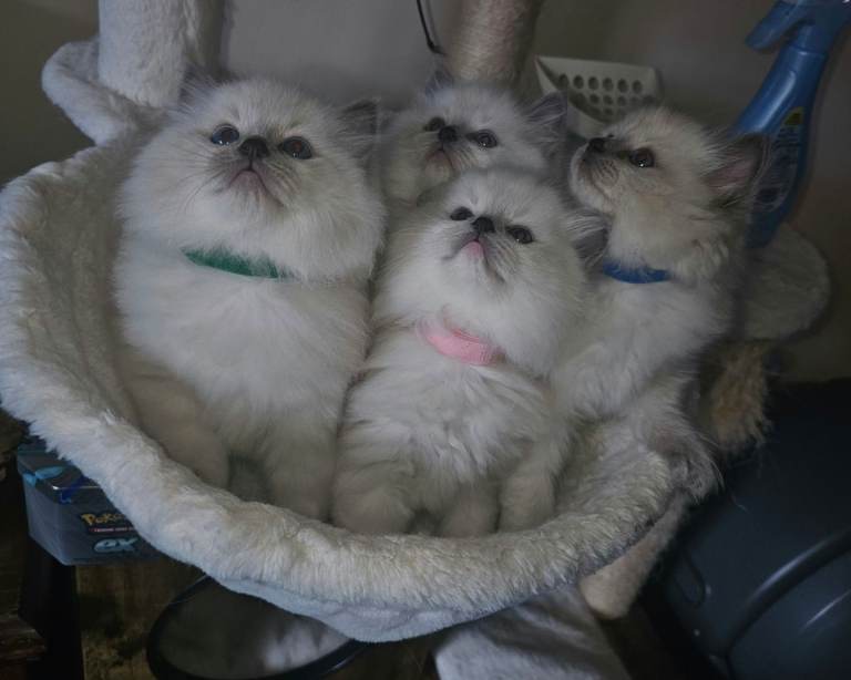 Stunning Purebred Ragdoll Boy Kittens Available – Worcester