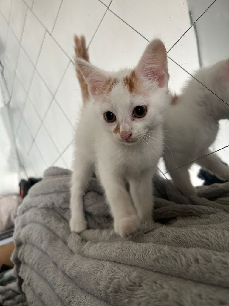 Kitten