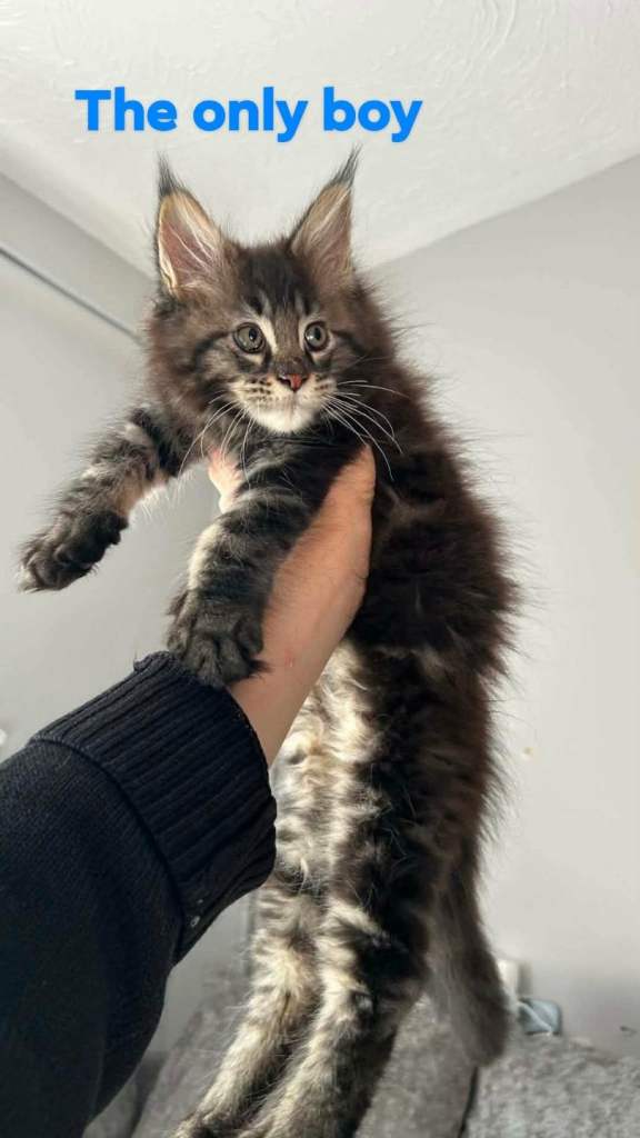 Mainecoon kittens champion blood line 
