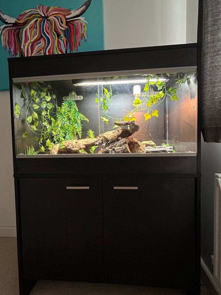 Vivexotic Vivarium & Cabinet and full leopard gecko set up