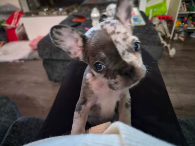 French bulldog puppy 
