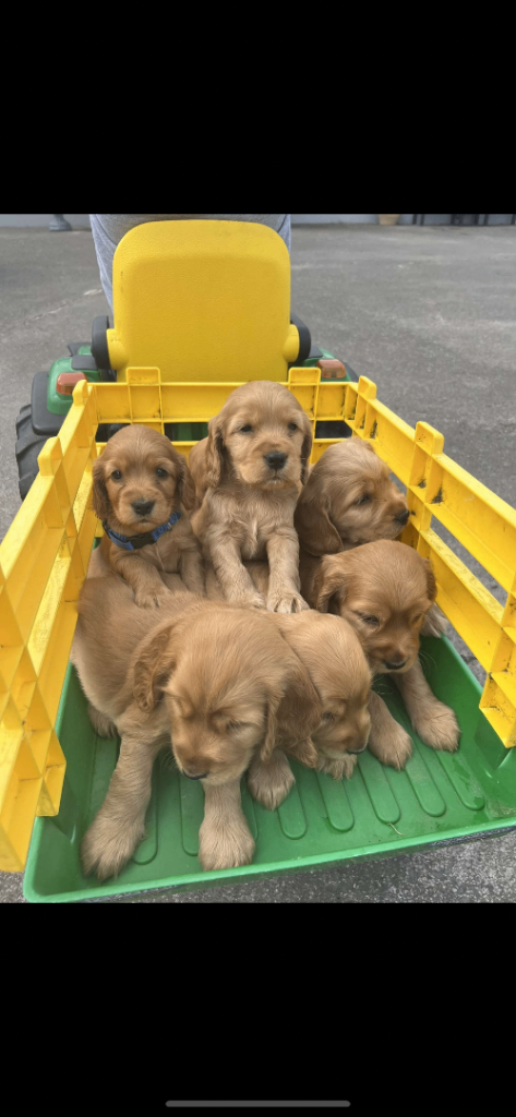 Cocker spaniel puppies