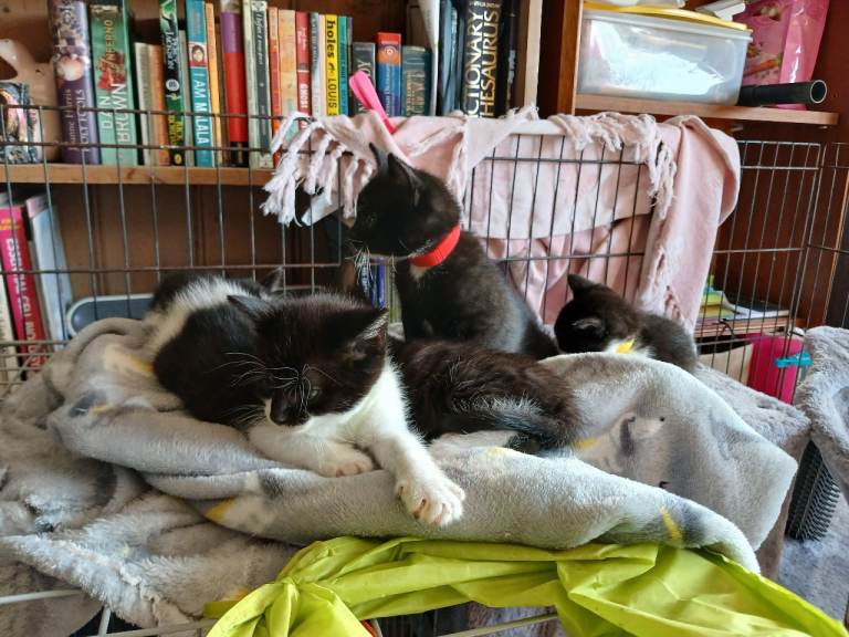 Kittens 
