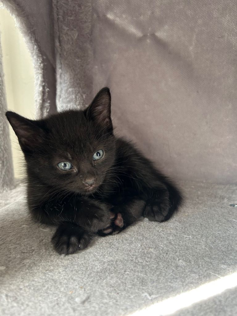 🐾 Adorable Kitten Looking for his Forever Homes 🏡