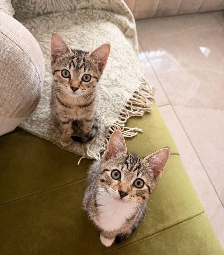 Half Bengal Kittens- 1 available 