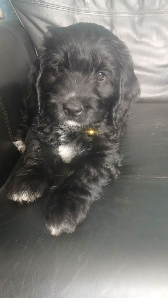 Gorgeous Cockapoo x Golden Retriever x puppies