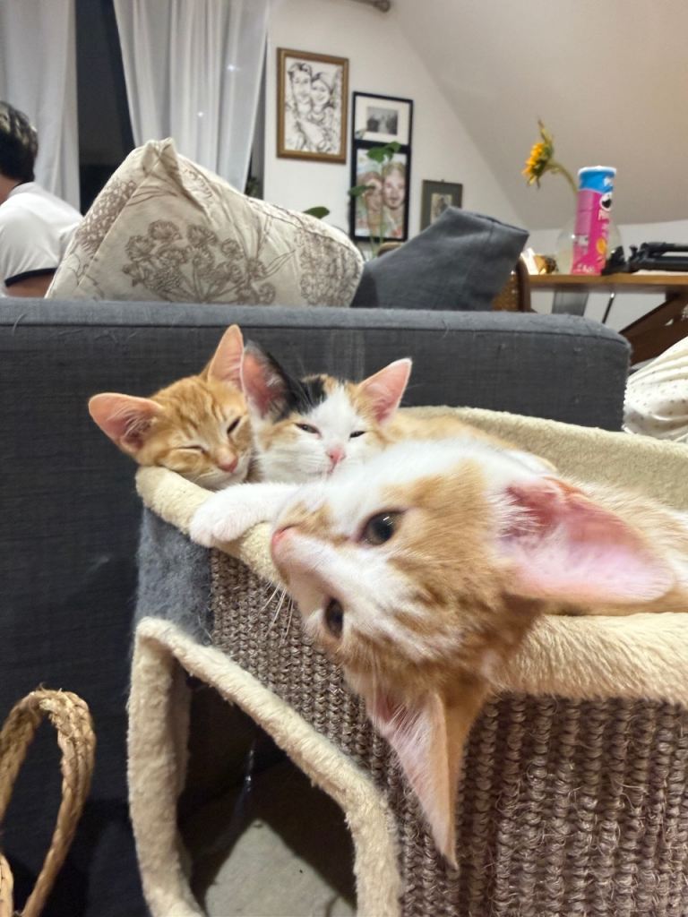 3 kittens for sale
