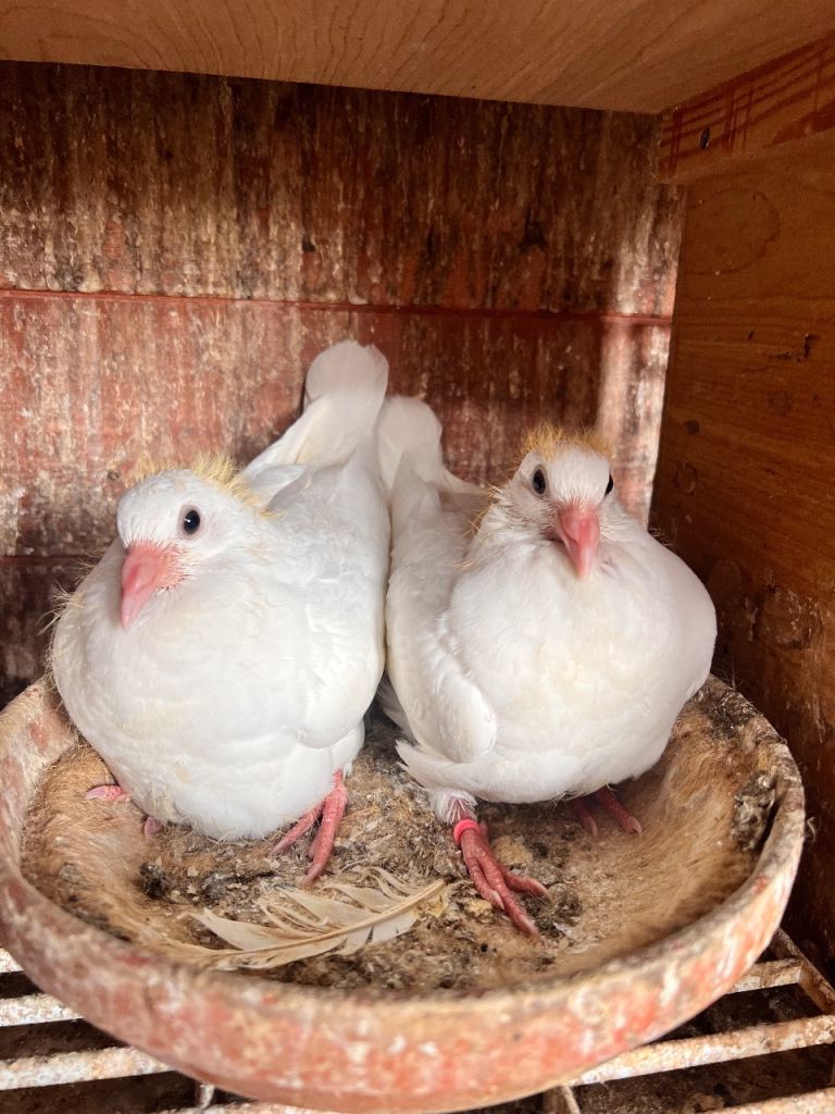 Baby Logan Pigeons 