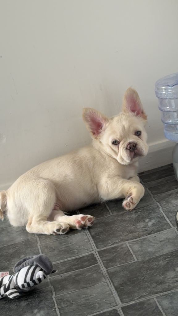 Fluffy Frenchie puppy 