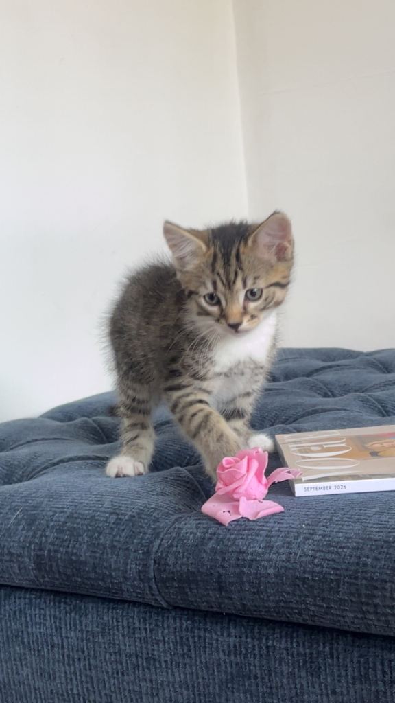 2 kittens