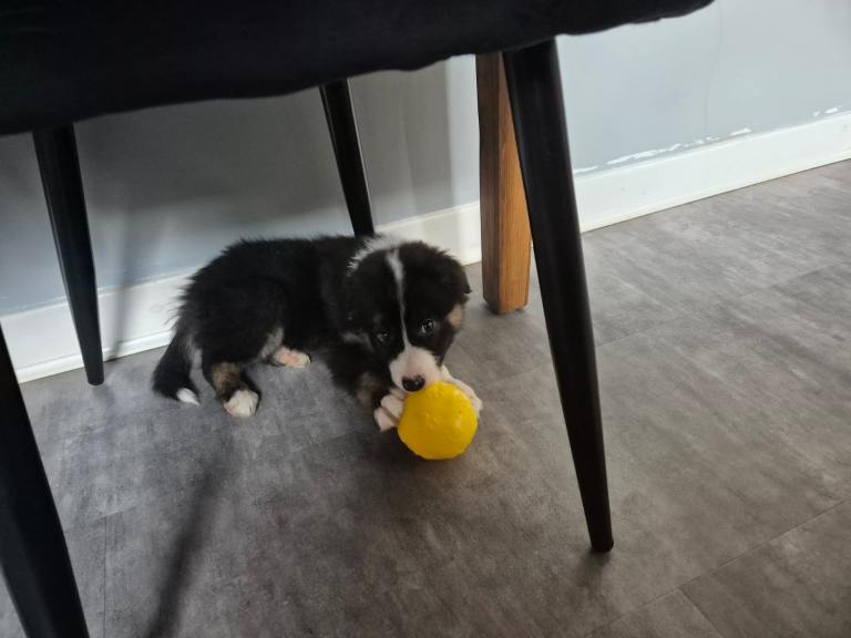 Rehoming puppy 