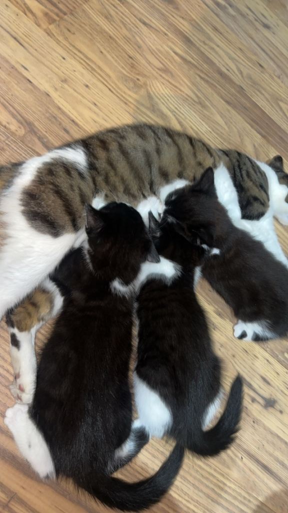 kittens