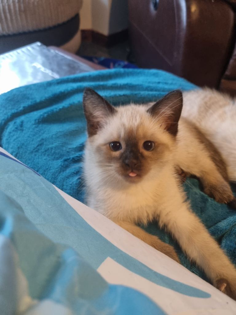 Kittens 