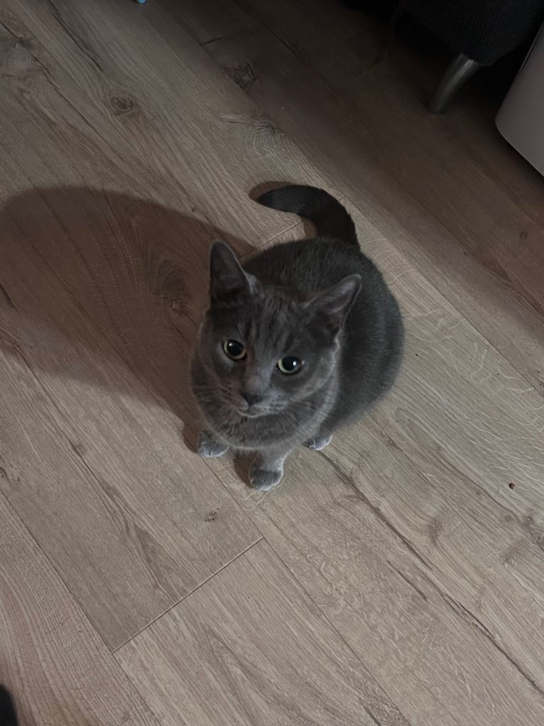 grey female cat for sale