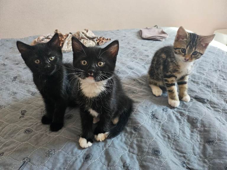 Adorable kittens 
