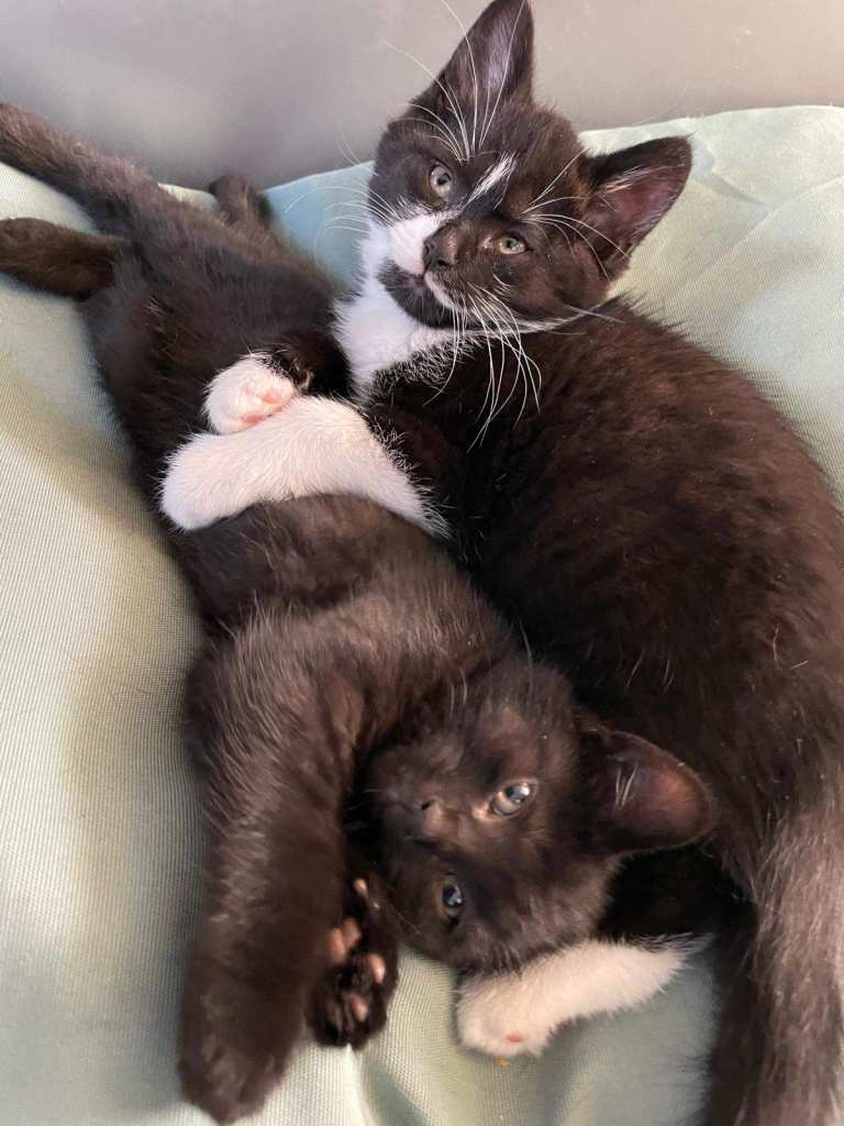 Kittens ready for new homes 