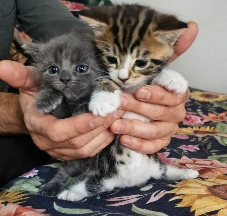 Baby kitten for sale to a loving new home