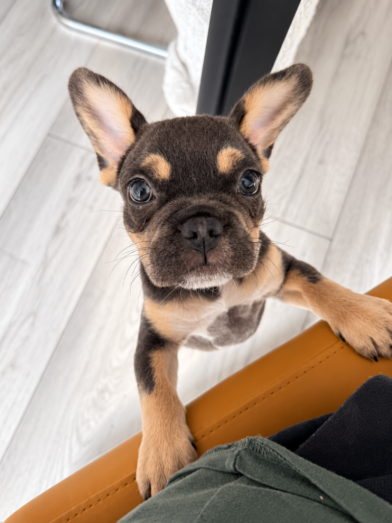 Beautiful Lilac French Bulldog × Toy Poodle Puppy – 13 Weeks Old