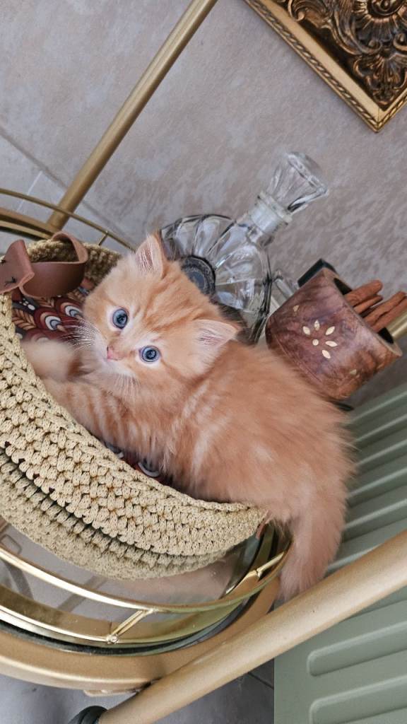 Kitten 