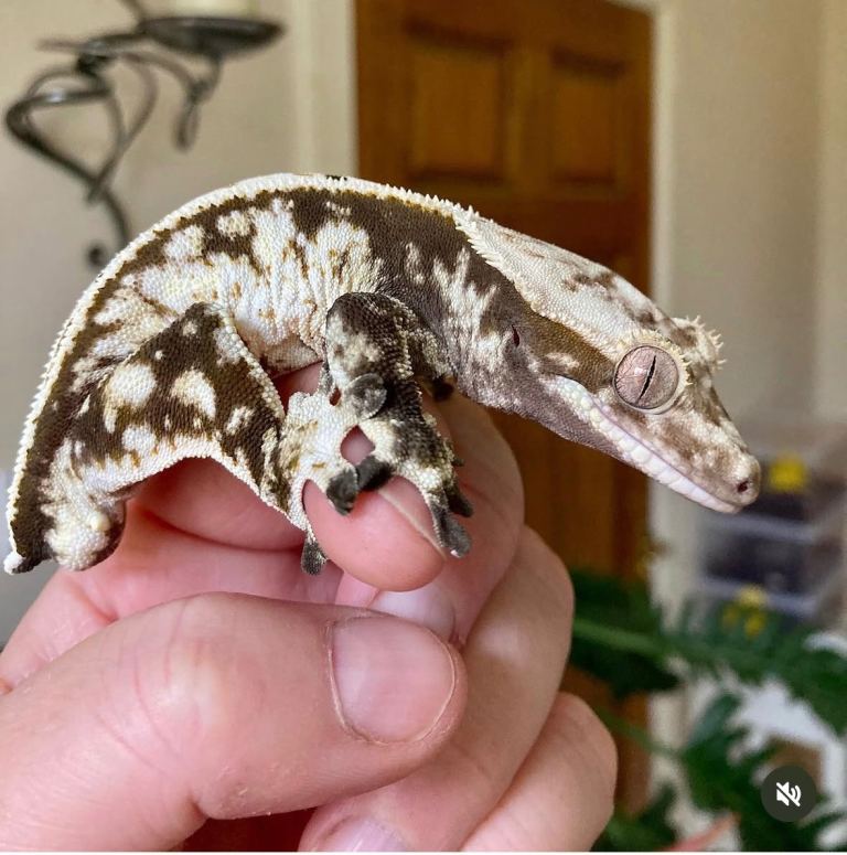 Adult male and unsexed Crested Geckos