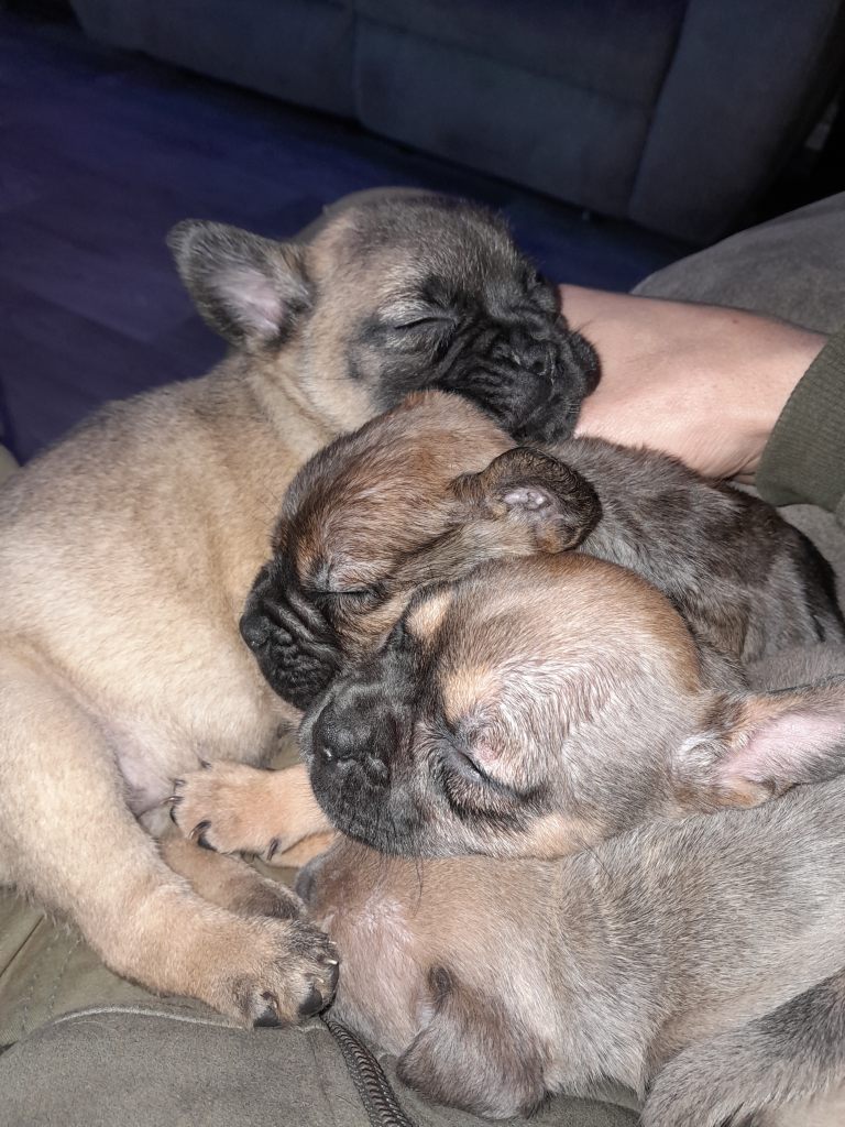 French bulldog x pups 