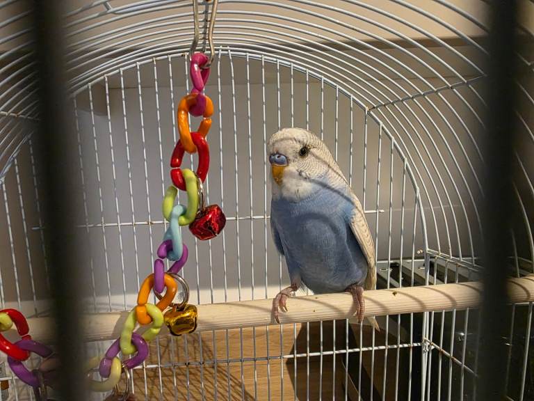 Young male for sale