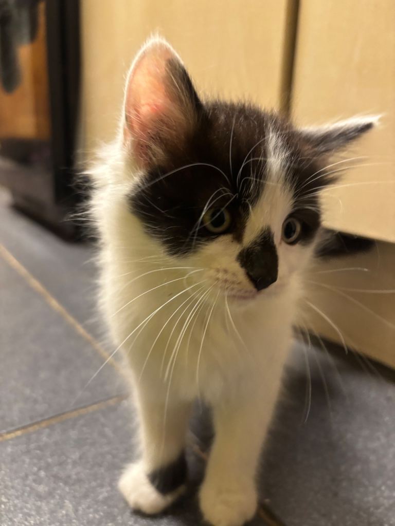 3 kittens for sale 1 boy 2 girls Turkish angora