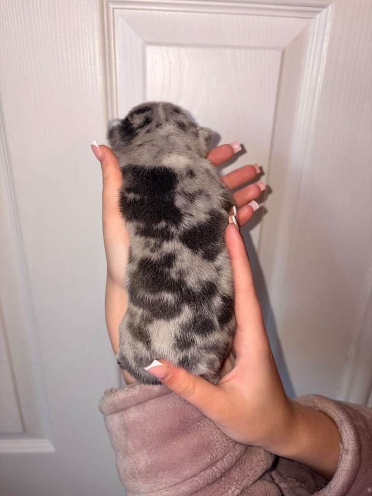 Beautiful sort after French bulldog puppies