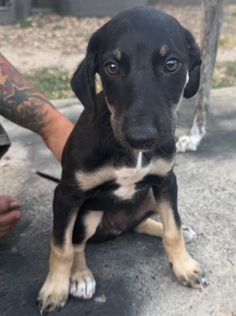 2 male pups looking for the forever homes 