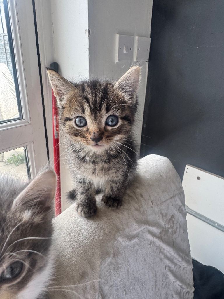Kittens 7 weeks 