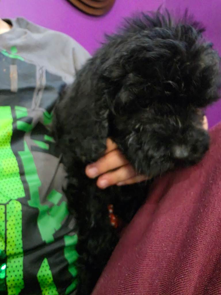 Minature cockapoo