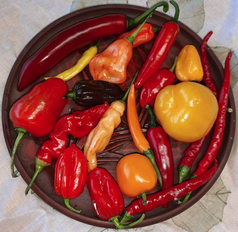 Mixed Fresh Chillies